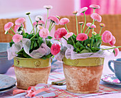 Bellis (pink daisies) in rustic pots