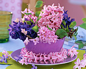 Hyacinthus (blue and pink hyacinth)