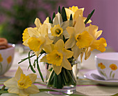 Narcissus 'Stint' (Daffodils)