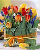Tulipa (orange, rote, gelbe Tulpen)