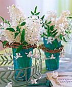 Hyacinthus 'White Pearl' (Hyacinth)