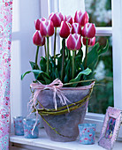 Tulipa 'Merry Widow' (Tulip), Salix (Willow Wreath)