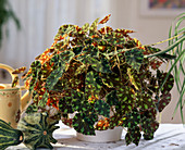 Begonia Boweri 'Tiger'