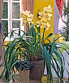 Cymbidium hybrids (Kahn orchid)