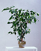 Ficus benjaminia