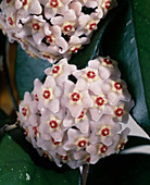 Hoya cornea