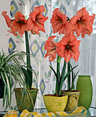 Hippeastrum hybrid 'Rilona'