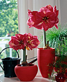 Hippeastrum-Hybr. 'Telstar'