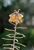 Kalanchoe Pinnata Sgn. Bryophyllum pinnatum (Brutblatt)