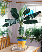 Musa acuminata, Selaginella as underplant