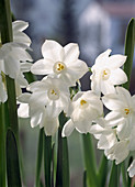 Narcissus Hybride'Paperwhite'