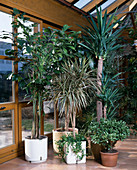 Caryota mitis (fishtail palm), Dracaena