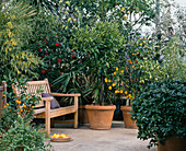 Conservatory with Citrus, Acacia