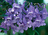 Jacaranda mimosifolia