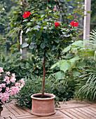 Hibiscus rosa-sinensis (rosemary)