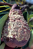 Monilia fruit rot