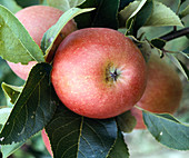 'James Grieve' apple