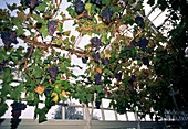 Grapes in the winter garden
