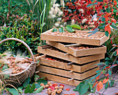 Juglans regia (walnuts after harvest in flat boxes