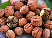 Juglans regia (walnut fruits)