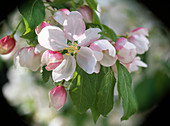 Malus (apple blossom)
