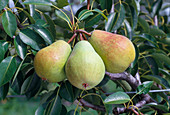 Pears 'Early of Trevoux'
