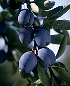 Italian plum