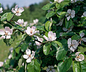 Quince blossom
