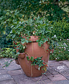 Wild strawberry in bag amphora