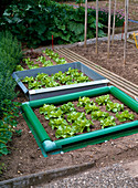 Vegetable beds with snail fence