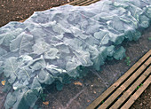 Cover cabbages with net