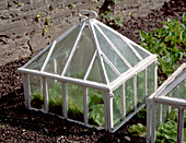 Small greenhouse for salad