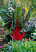 Swiss chard 'volcano'