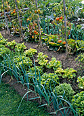 Hill setting with tomatoes, lettuce and leek
