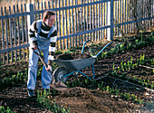 In autumn, apply compost in the cottage garden