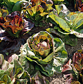 Radicchio (Cichorium intybus ssp. Foliosum)