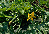 Green zucchini with blossom and fruit in vegetable bed