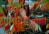 Essigbaum, Herbst Rhus typhina