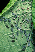 Aphids on leaf underside