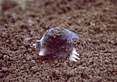 Mole (Talpidae) digging out of the earth