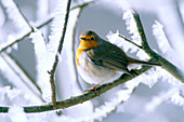 Robin (Erithacus rubecula) on branch with hoarfrost