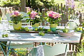 Hydrangea macrophylla as a table decoration in a row