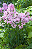 Phlox paniculata 'Eve Förster' (Phlox)