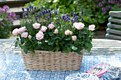 Korbkasten mit Rosa (Rosen) und Lavandula (Lavendel) auf dem Tisch