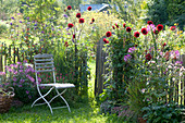 Small garden with Dahlia, Cleome spinosa