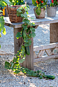 Gravel terrasse with Cucumis sativus (cucumber) in basket on wooden table