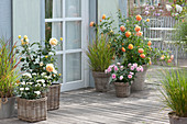 Terrasse mit Rosen und Gräsern