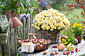 Autumn still life on garden table, Chrysanthemum indicum