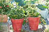 Red pots with Fragaria (strawberries)