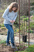 Planting climbing roses on rose arch